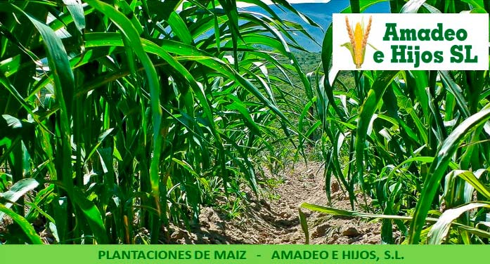 Amadeo e Hijos S.L. plantación de maíz 